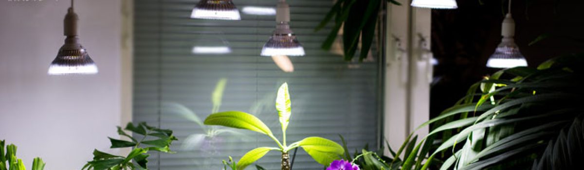 لامپ ال ای دی برای رشد گیاه