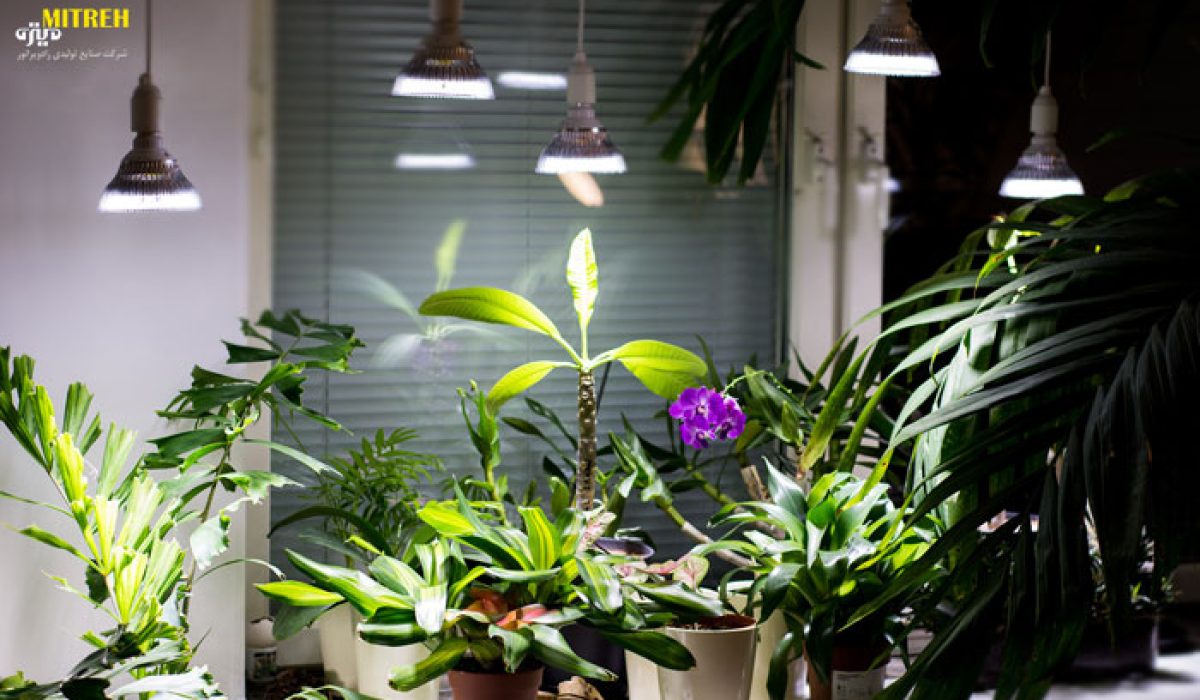 لامپ ال ای دی برای رشد گیاه